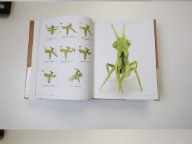 新书到店 Origami masters bugs （JP version）